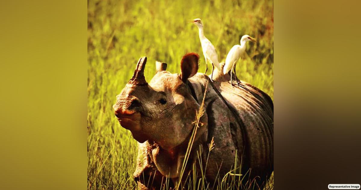 Assam: Poachers kill rhino for its horn in Kaziranga National Park